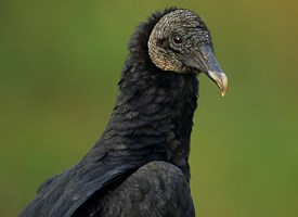BlackVulture-Vyn-11921-NScan